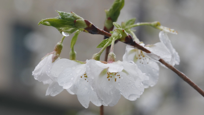 春雨中挂着雨珠的樱花