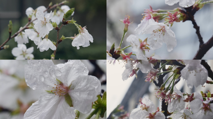 春雨中挂着雨珠的樱花