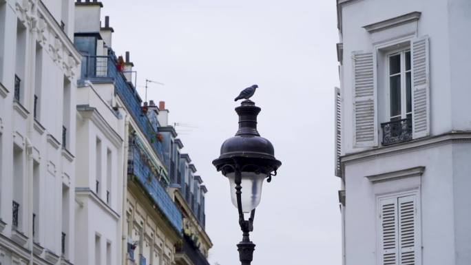 法国巴黎 街景 路牌 路灯 鸽子