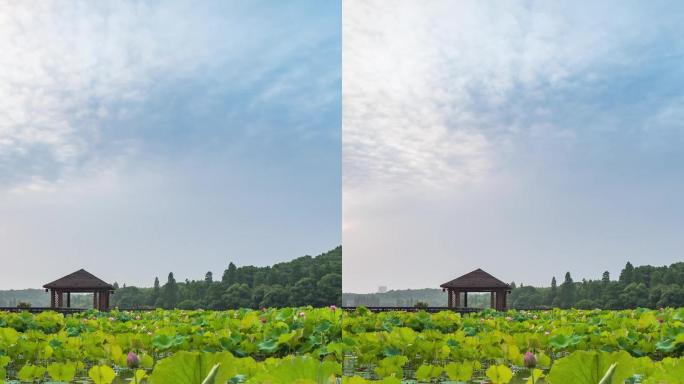 衡阳南湖公园荷塘风光延时摄影