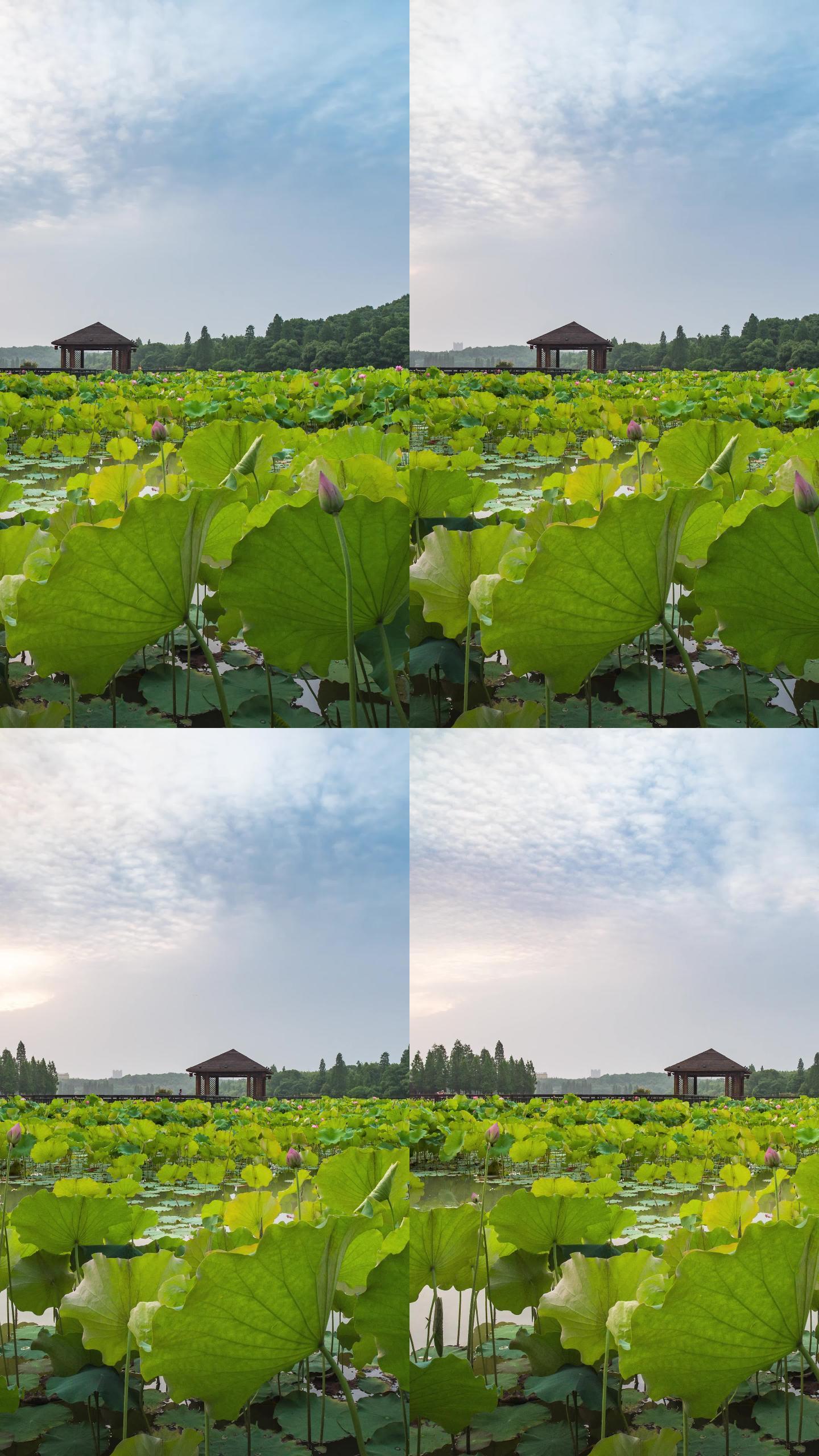 衡阳南湖公园荷塘风光延时摄影