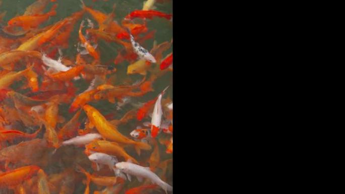 4K红色锦鲤鱼群公园鱼池