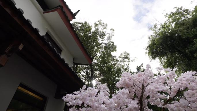 唯美丽江纳西族园林传统建筑文化阳光洒樱花