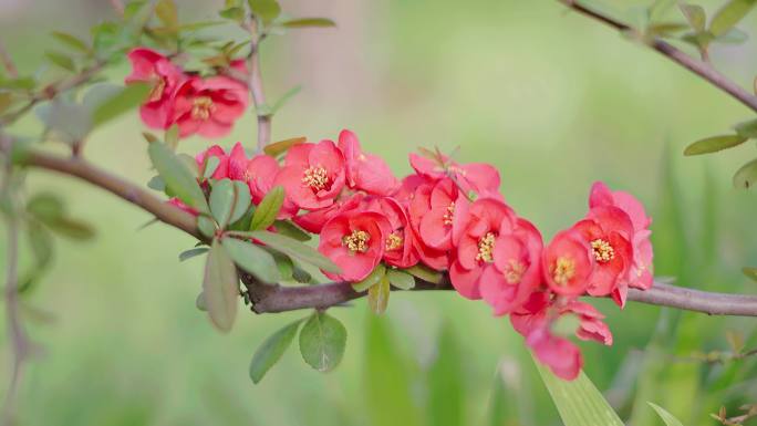 4K红色的海棠花视频素材
