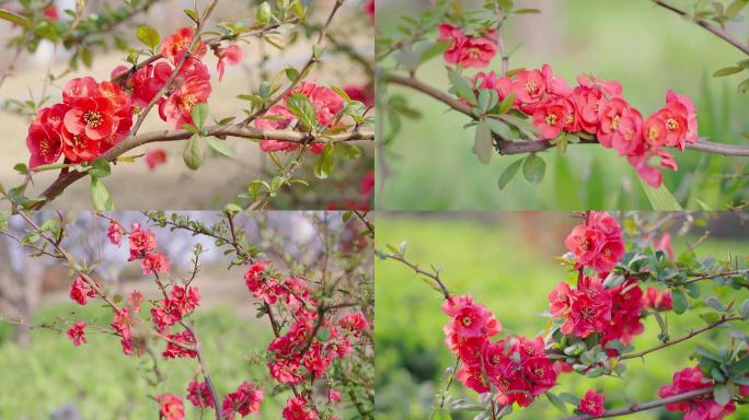 4K红色的海棠花视频素材