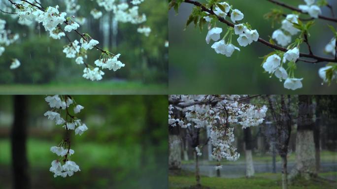 雨中樱花 樱花特写 唯美樱花