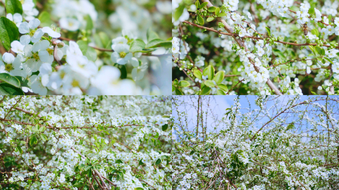 雪柳、珍珠花、珍珠绣线菊