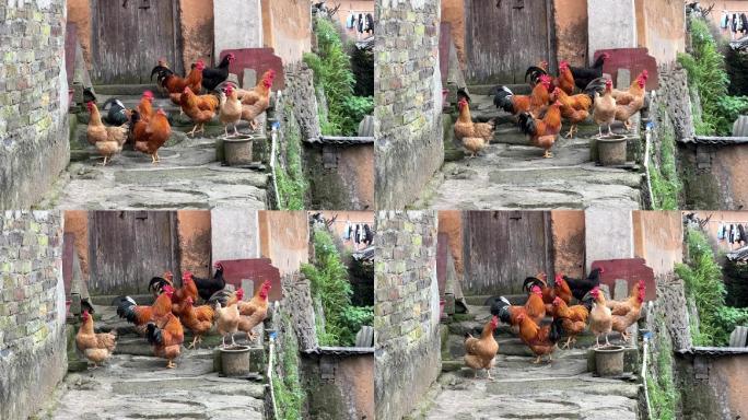 广西上林鼓鸣寨乡村生活家养土鸡家禽