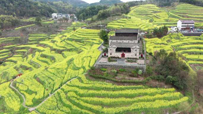 油菜花海梯田风光航拍