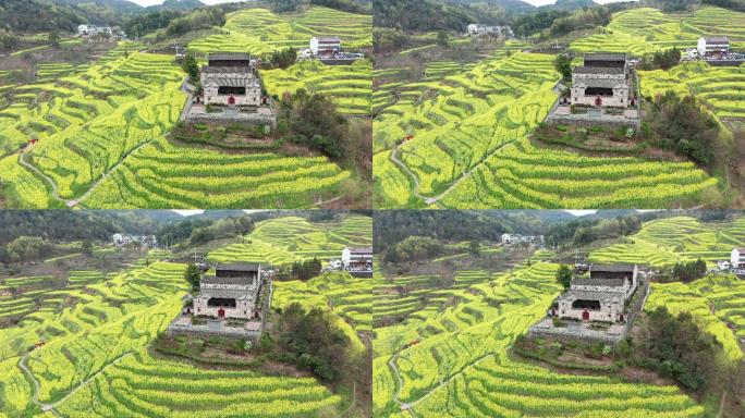 油菜花海梯田风光航拍