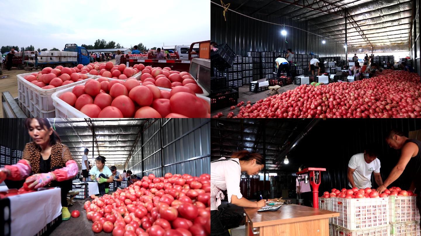 蔬菜西红柿交易中心集市农民数钱装箱