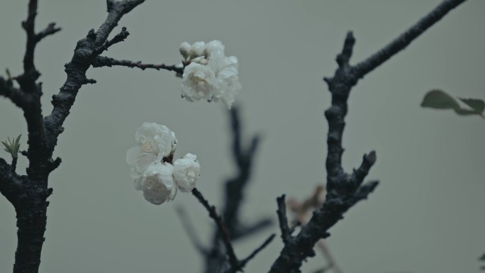 【4K】初春春雨