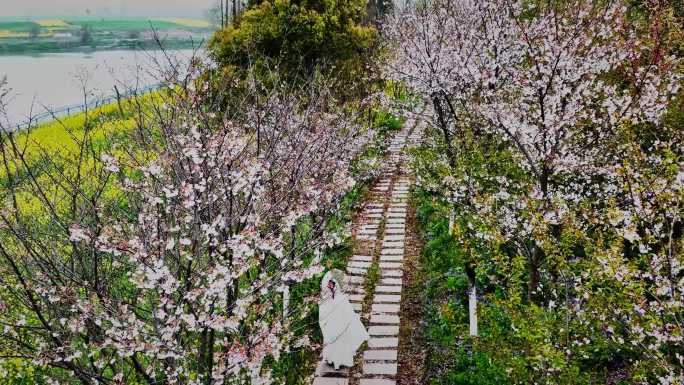 樱花大道樱花林