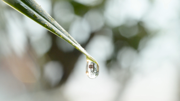 水滴  露珠  植物