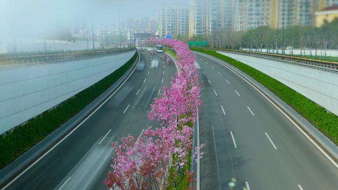 道路 车流  绿化  街景