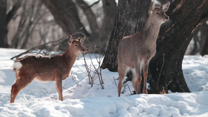 东北冬季野生动物小鹿雪地实拍