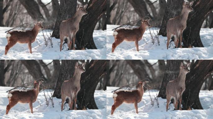 东北冬季野生动物小鹿雪地实拍
