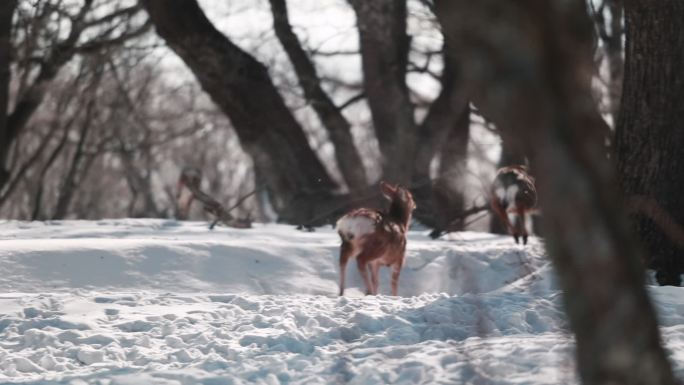 东北冬季野生动物小鹿雪地升格实拍