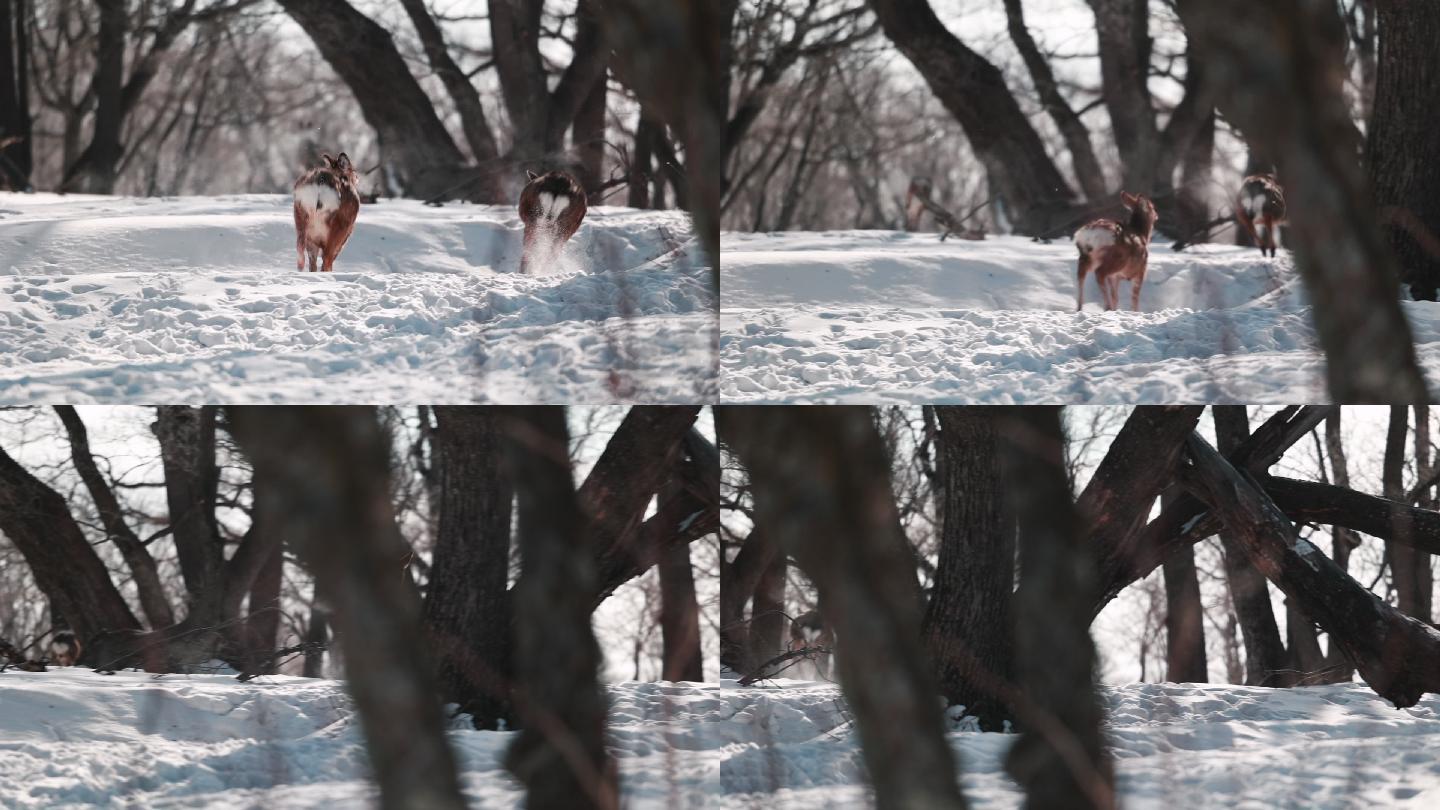 东北冬季野生动物小鹿雪地升格实拍