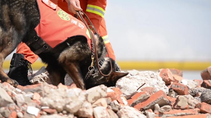 警犬搜救犬