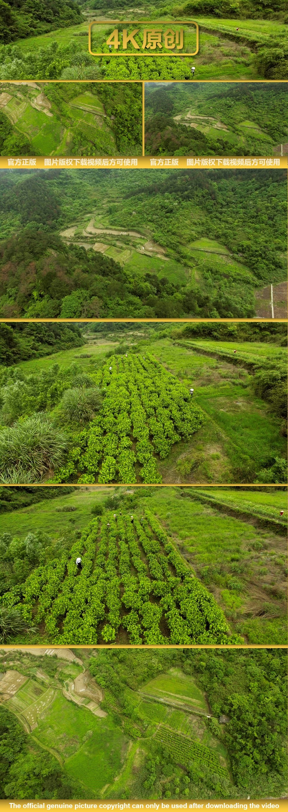 桑叶种植 桑树养蚕  种桑 土地航拍