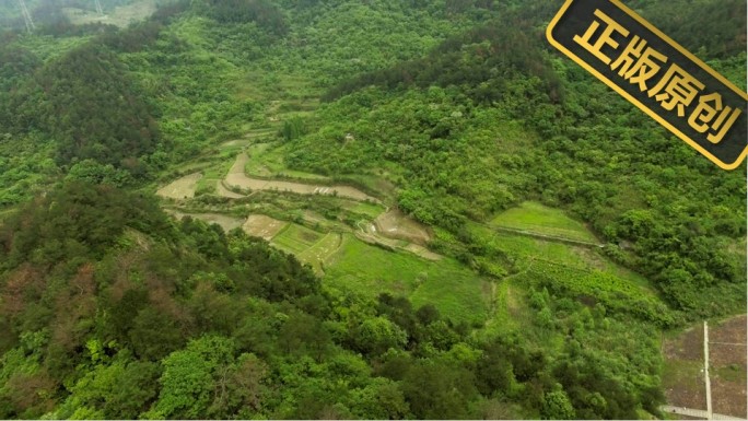 桑叶种植 桑树养蚕  种桑 土地航拍