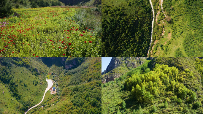 03甘肃定西漳县遮阳山东溪道路花草植被