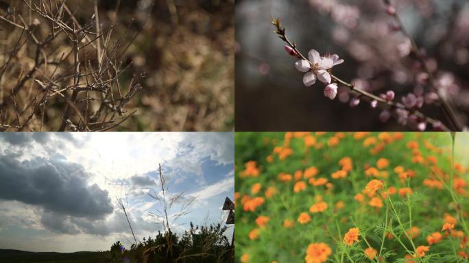 花花草草