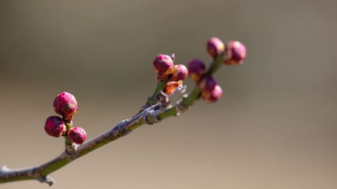 梅花含苞待放