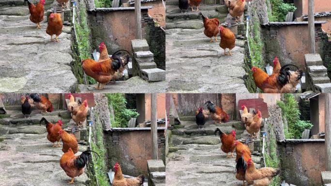 上林鼓鸣寨古民庄古村落家养土鸡家禽