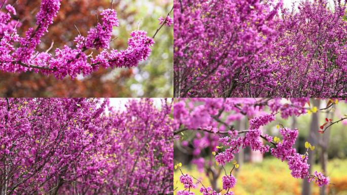 4K紫荆花特写合集