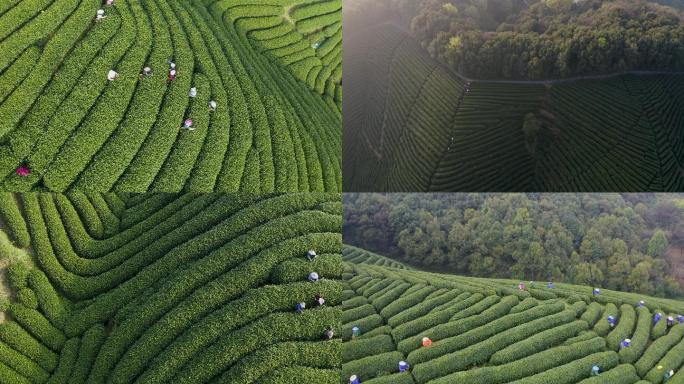 杭州西湖龙井产地龙坞茶园采茶航拍合集