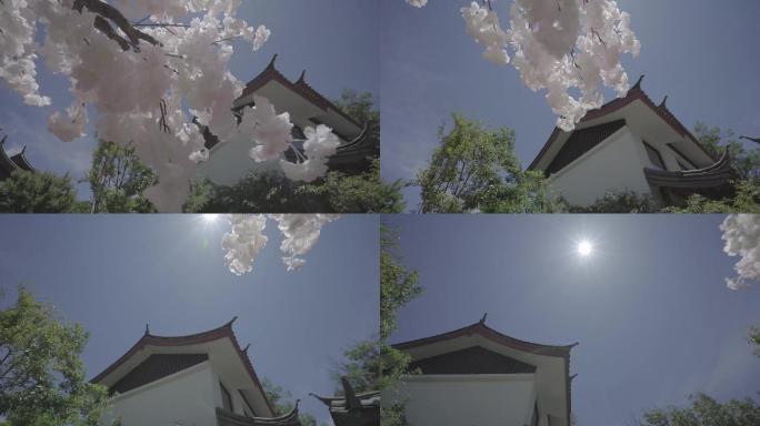 唯美丽江纳西族园林传统建筑文化阳光洒樱花