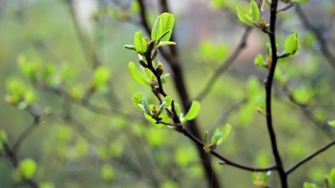 春天雨中嫩芽