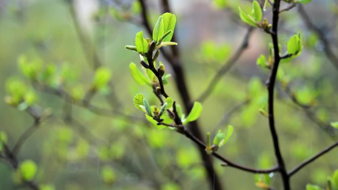 春天雨中嫩芽