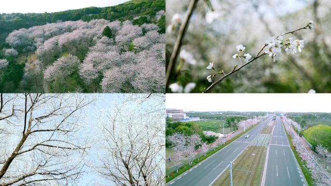 樱花 航拍  轻轨 春天4K