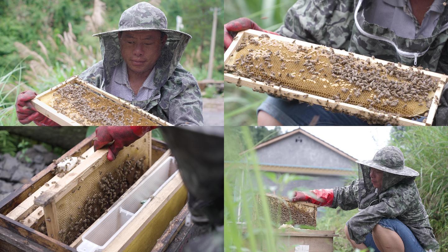 【4K】蜂农 山里养蜜蜂