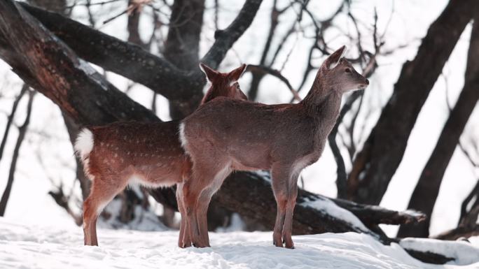 东北冬季野生动物小鹿雪地升格实拍