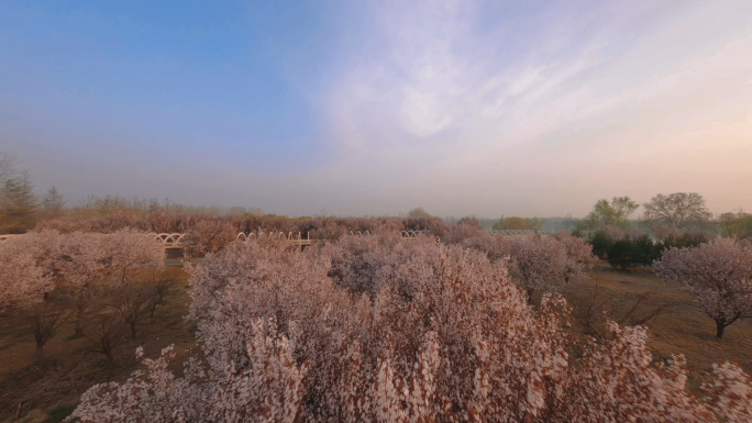 穿越机航拍郑州黄河大堤樱花树林4K