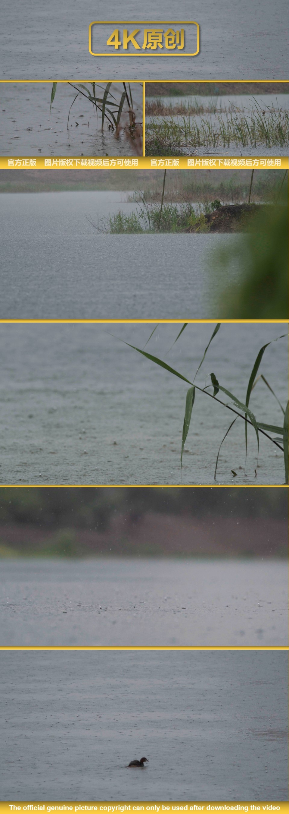 湖面暴雨  野鸭 水面雨水 下雨天