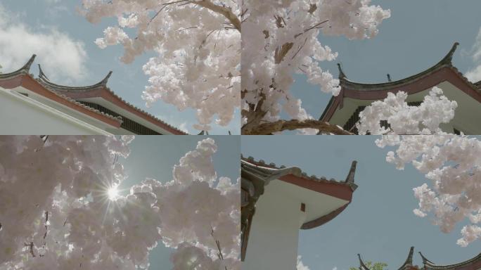丽江纳西族园林传统建筑文化阳光洒进樱花