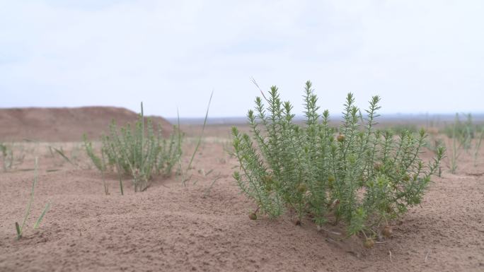 沙漠 植物