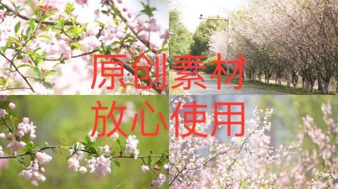 【4K高清原创】春天花开