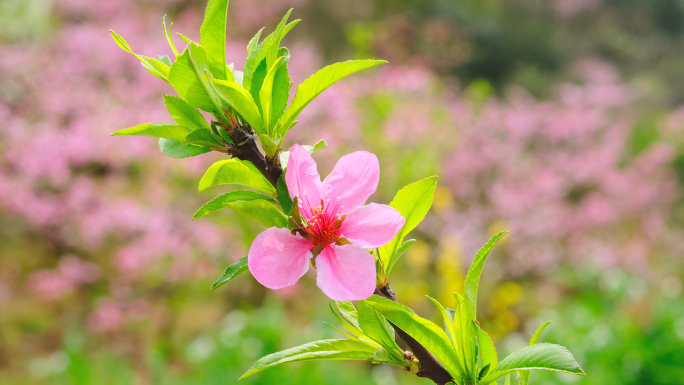 桃花嫩芽生长粉色花花枝花朵