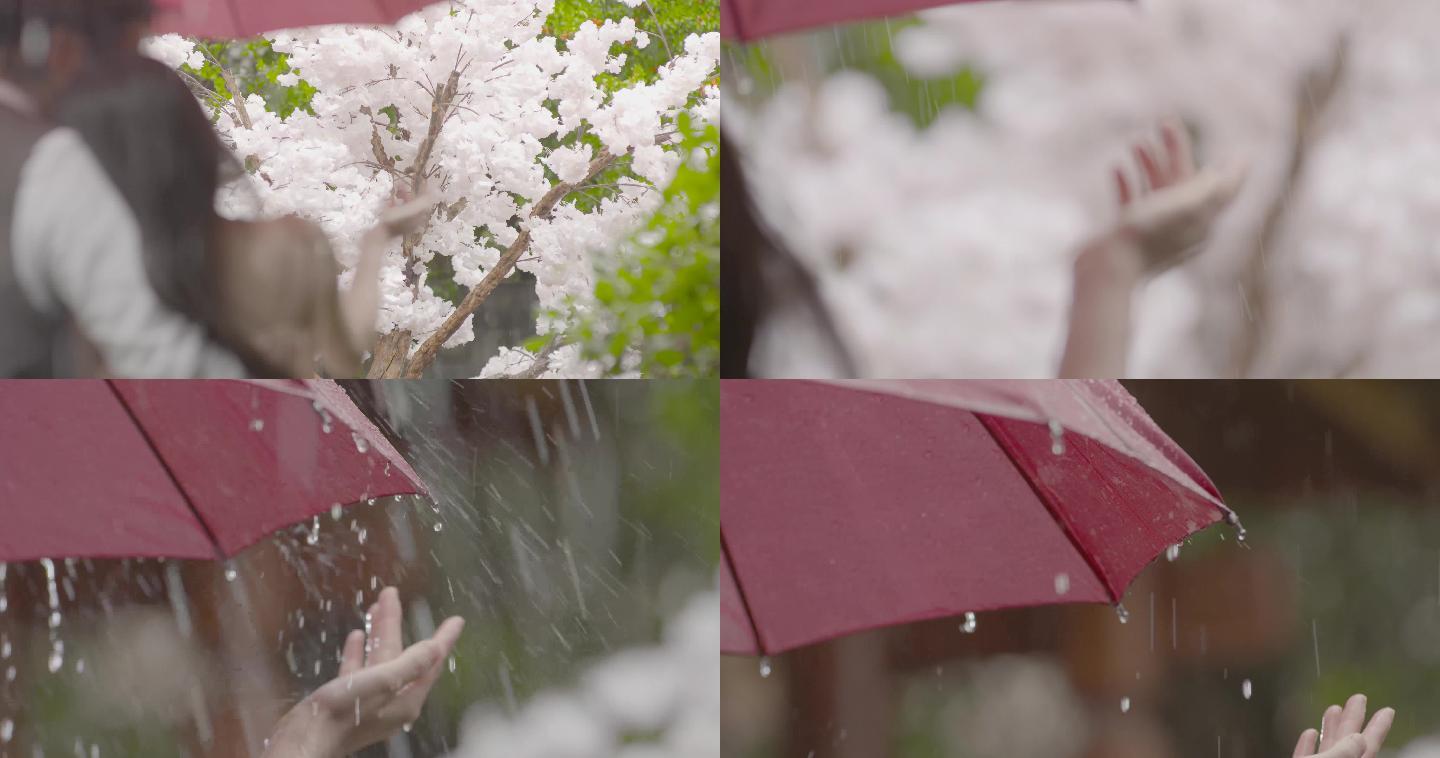 唯美意境情侣撑雨伞冒雨看樱花赏樱花背影