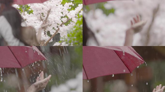 唯美意境情侣撑雨伞冒雨看樱花赏樱花背影