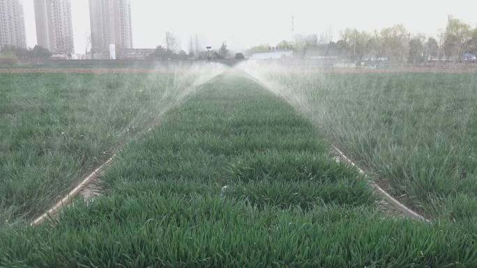 小麦灌溉4K