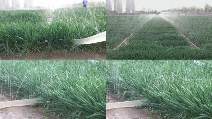 小麦灌溉4K
