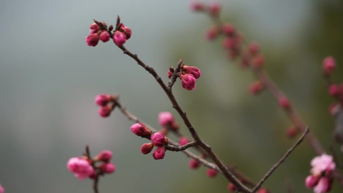 春天的信息挑花含苞待放桃林春天桃李不言