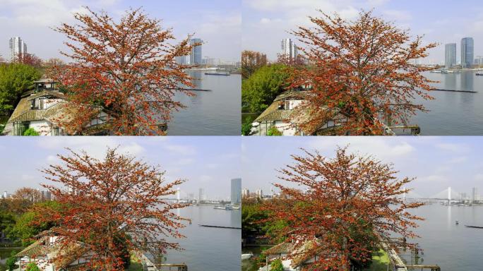 航拍广州英雄树木棉花盛开4K画质